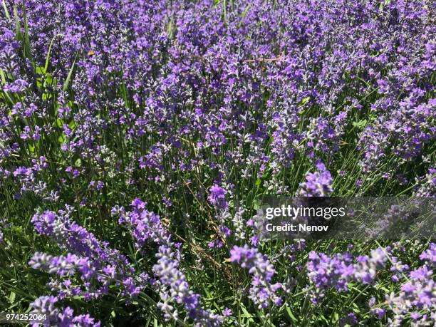 lavandula angustifolia background - angustifolia stock-fotos und bilder