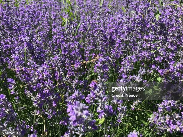 lavandula angustifolia background - angustifolia stock pictures, royalty-free photos & images