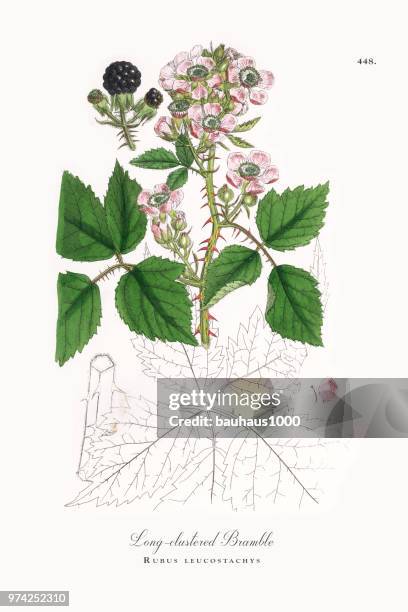 ilustrações, clipart, desenhos animados e ícones de long-agrupado bramble, rubus leucostachys, ilustração botânica vitoriana, 1863 - long stem flowers