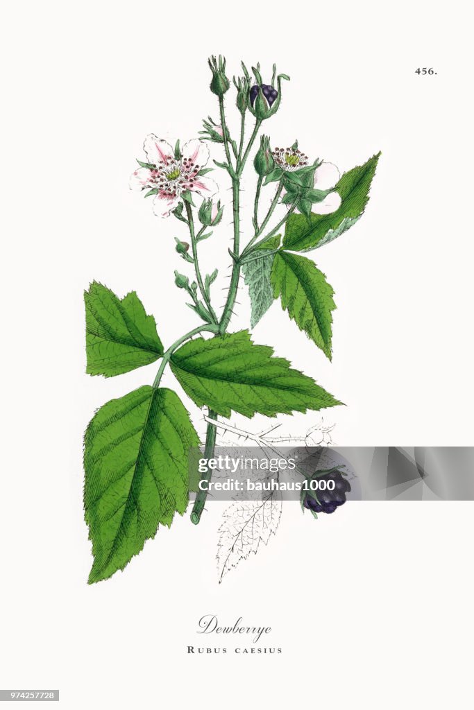Dewberry, Rubus caesius, Victorian Botanical Illustration, 1863