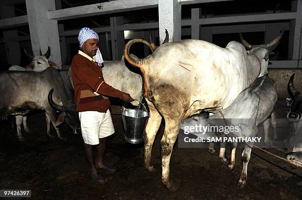 India-science-medicine-research-cows,FEATURE by Rupam Jain Nair An Indian farm worker collects urine from a cow in the village of Kanaj some 20 kms....