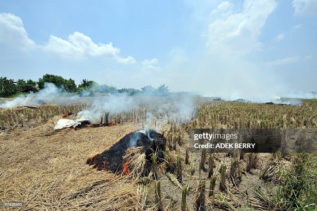 Rice stalks burn on paddy fields after t