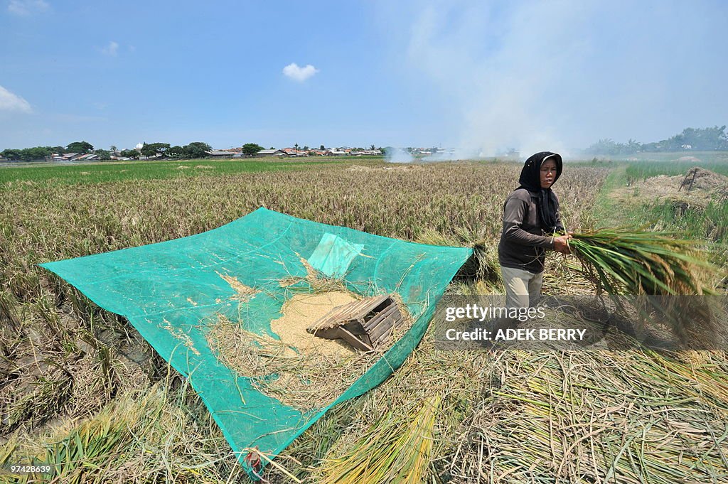 An Indonesian farmer harvests rice in Ta