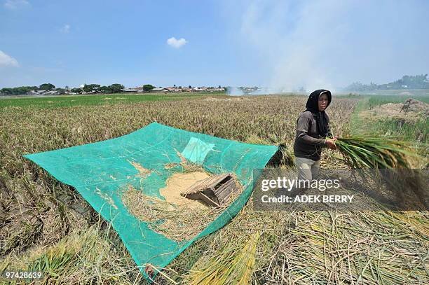 An Indonesian farmer harvests rice in Tangerang on February 27, 2010. In a report, London-based research company Business Monitor International is...