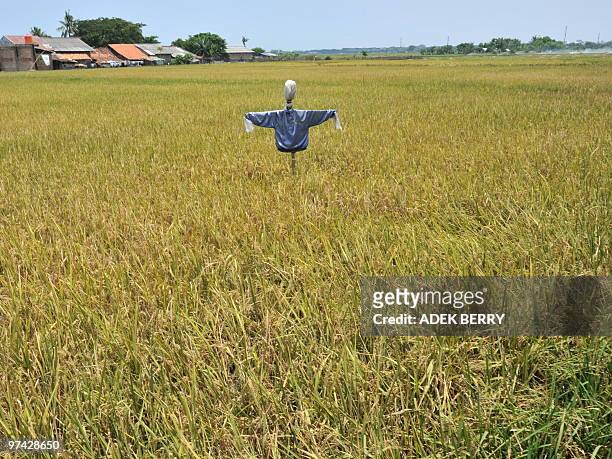 Picture shows a scarecrow standing a paddy field in Tangerang on February 27, 2010. In a report, London-based research company Business Monitor...