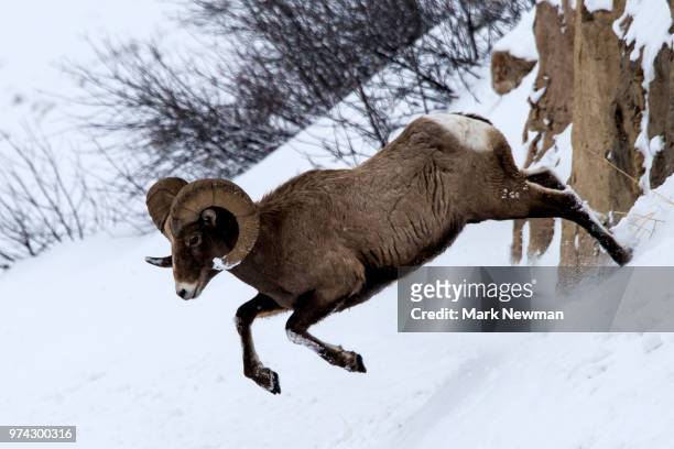 bighorn sheep in winter - dickhornschaf stock-fotos und bilder