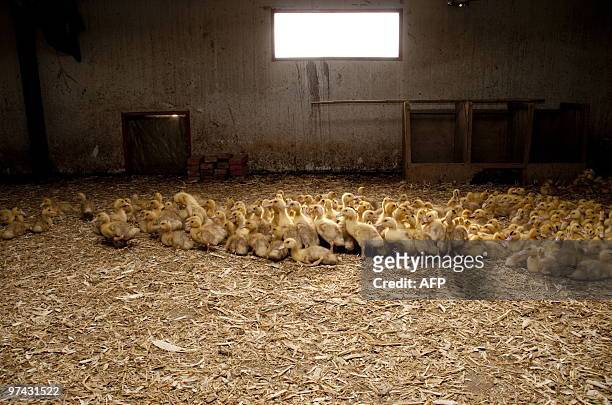 Lifestyle-China-gastronomy-foiegras,FEATURE by Francois Bougon This photo taken on January 27, 2010 shows ducklings huddling in a shed at a farm...