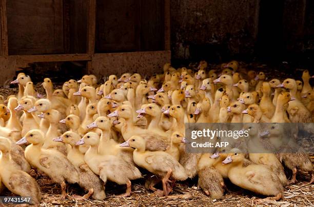 Lifestyle-China-gastronomy-foiegras,FEATURE by Francois Bougon This photo taken on January 27, 2010 shows ducks huddling together to keep warm in a...