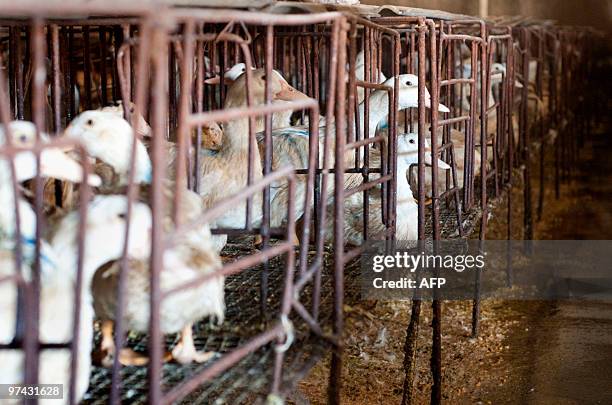 Lifestyle-China-gastronomy-foiegras,FEATURE by Francois Bougon This photo taken on January 27, 2010 shows ducks in cages at a farm owned by...