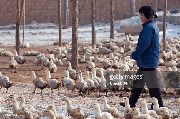 Lifestyle-China-gastronomy-foiegras,FEATURE by Francois Bougon This photo taken on January 27, 2010 shows a worker tending to the ducks at a farm...