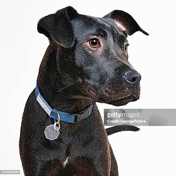 portrait of a young labrador retriever - pet adoption stock illustrations