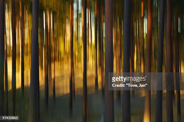 a blurred forest against the evening sun, sweden. - västra götaland county photos et images de collection