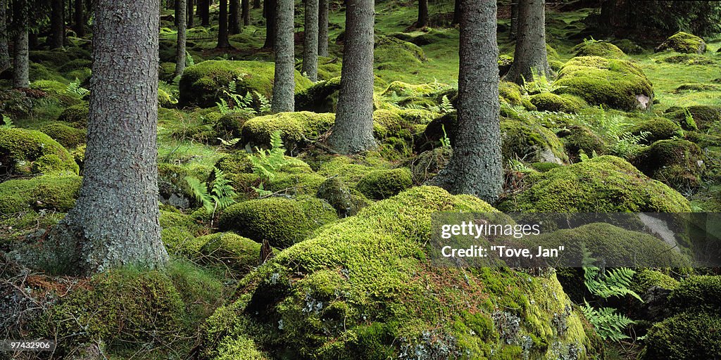 A mossy forest, Sweden.