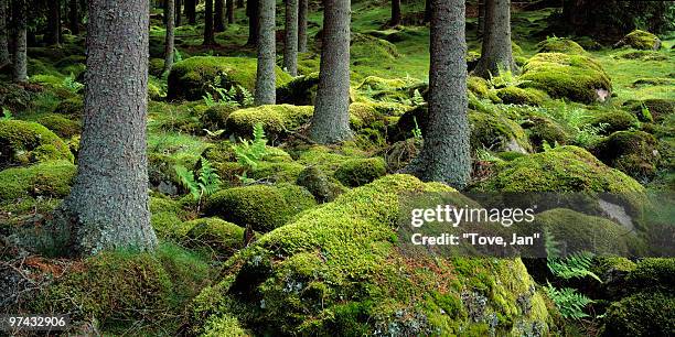 a mossy forest, sweden. - vastergotland stock pictures, royalty-free photos & images