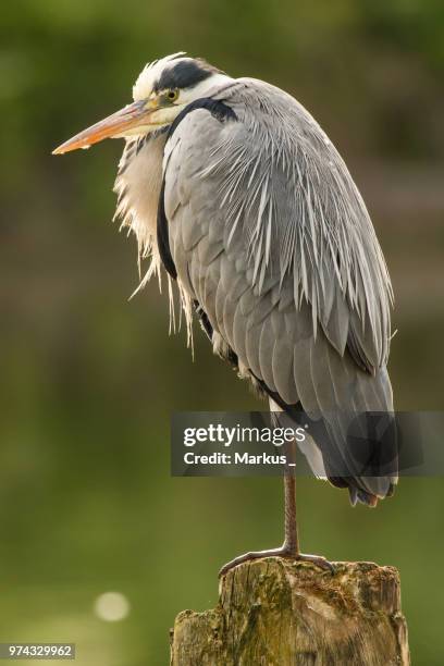 side view of grey heron (ardeacinerea) standing on one leg - gray heron stock pictures, royalty-free photos & images