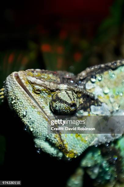 yemen chameleon - yemen chameleon stock pictures, royalty-free photos & images