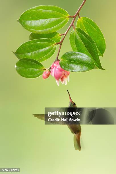 green -crowned brilliant hummingbird - green crowned brilliant hummingbird stock pictures, royalty-free photos & images