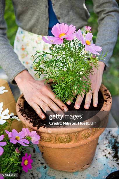 woman planting in pots, sweden. - hands holding flower pot stock pictures, royalty-free photos & images