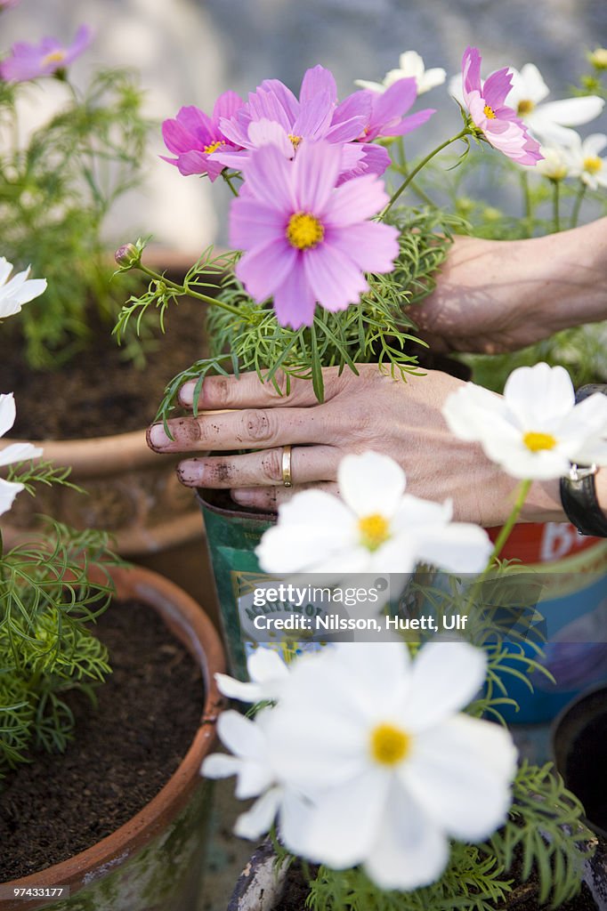 Woman planting in pots, Sweden.