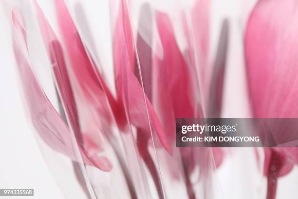 flamingo lily - flamingo lily stock pictures, royalty-free photos & images