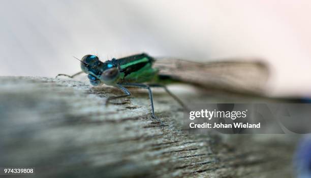 libelle on a broomstick - libelle stock pictures, royalty-free photos & images