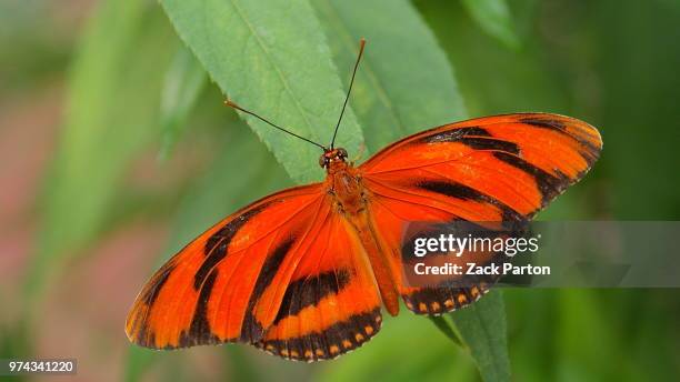 tangerine - heliconiinae stockfoto's en -beelden