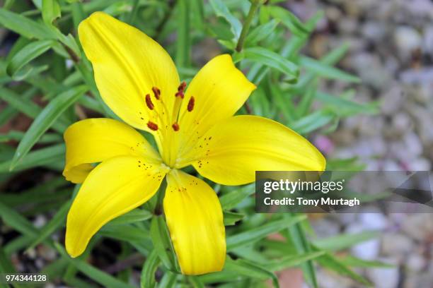 asiatic lily - asiatic lily stock pictures, royalty-free photos & images