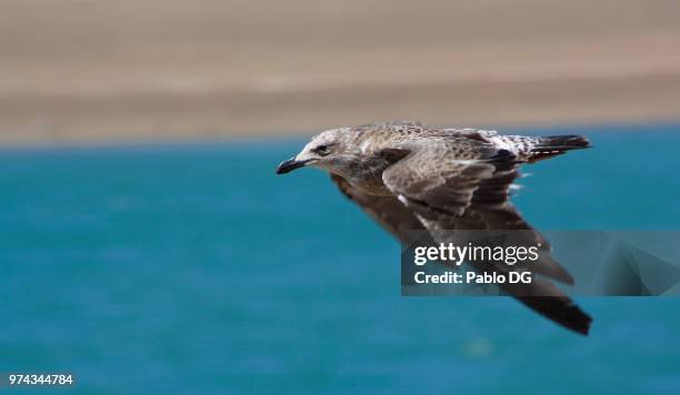 gaviota cocinera - cocinera ストックフォトと画像