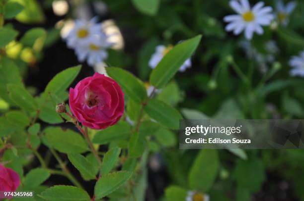 flores na feira do artesanato iii - feira stock pictures, royalty-free photos & images