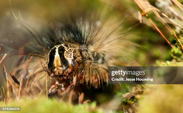 gypsy moth caterpillar - gypsy moth caterpillar stock-fotos und bilder