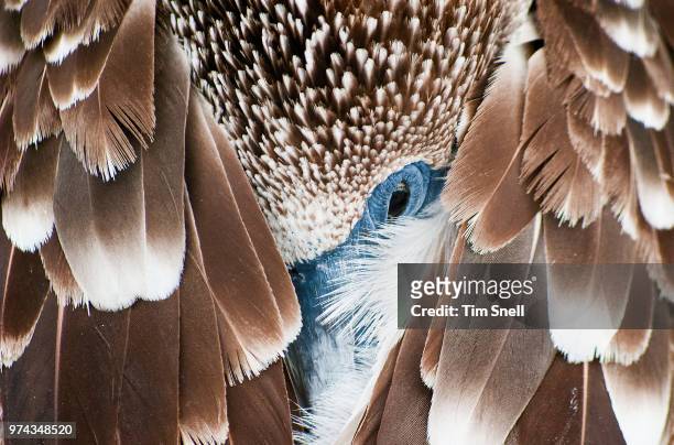 close-up of sleeping bird, galapagos, ecuador - îles galapagos photos et images de collection