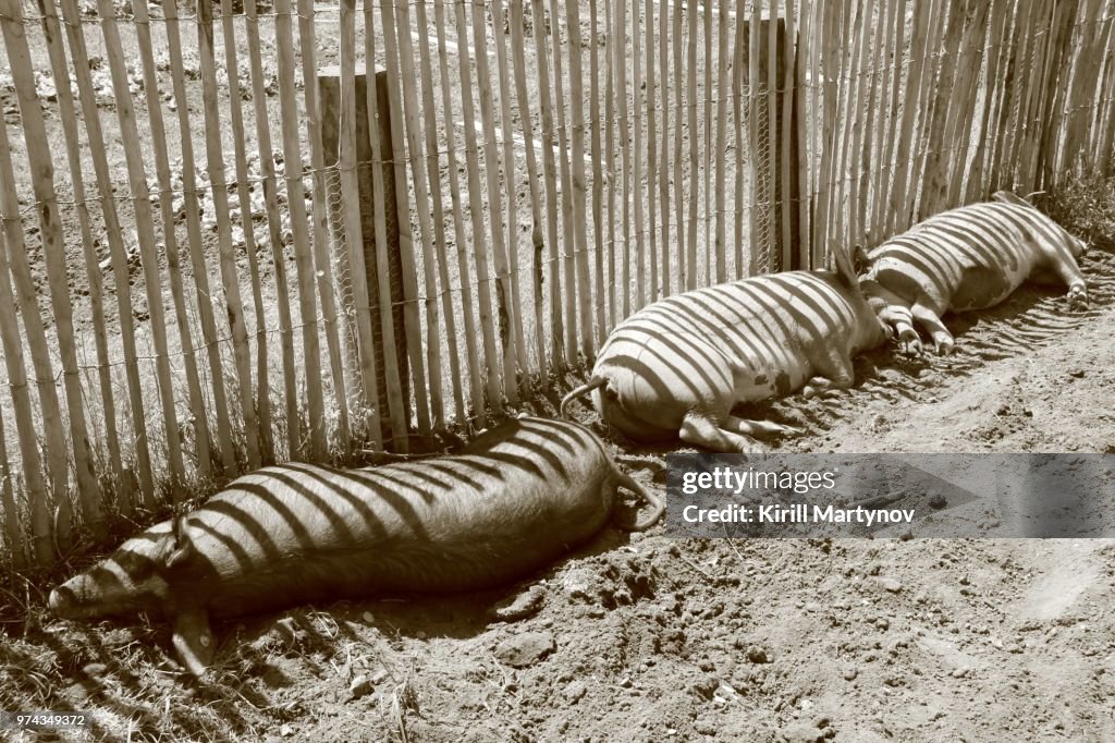 Pigs relaxing in pigpen, Amsterdam, Netherlands