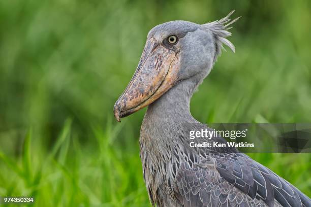shoebill "stork" profile - shoebilled stork stock pictures, royalty-free photos & images