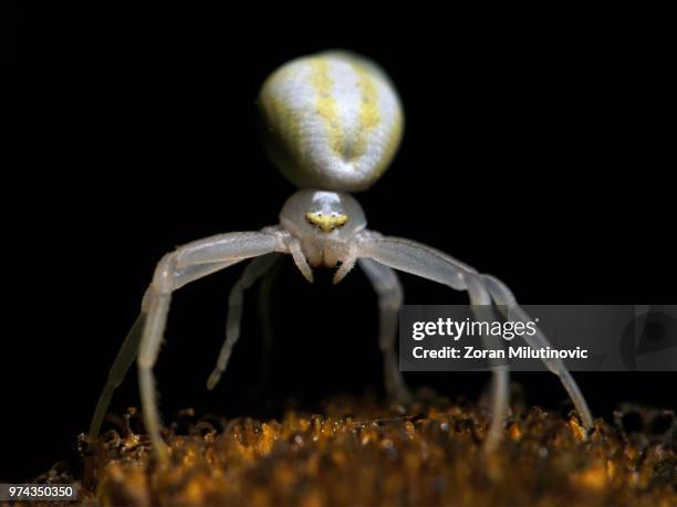 Alien Spider Insect 63 Alien Spider Stock Photos, High-Res Pictures, and Images - Getty Images