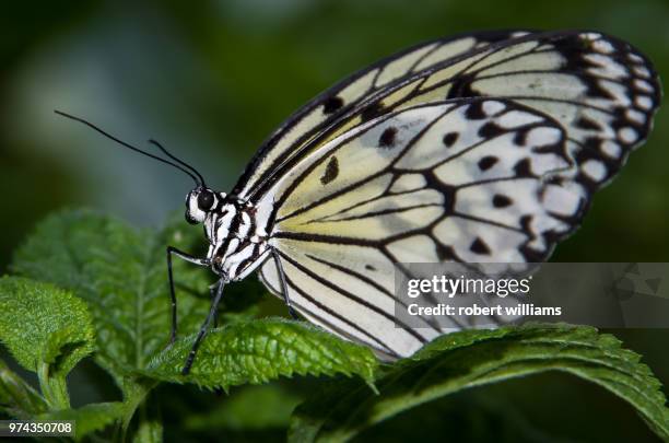 pentax k30 - paper kite butterfly - paper kite butterfly stock pictures, royalty-free photos & images