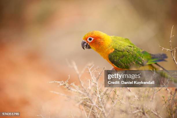 sun conure - sun conure stock pictures, royalty-free photos & images