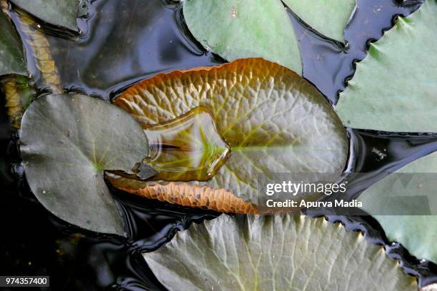 water on leaf - madia foto e immagini stock