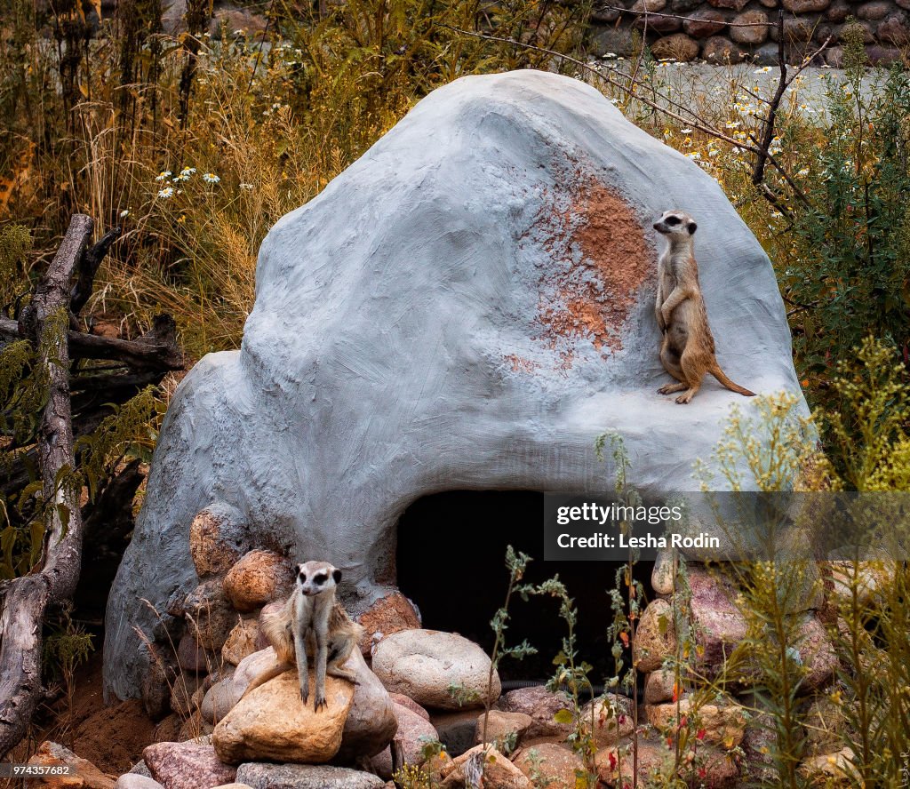 Meerkats in ZOO, Russia, Moscow