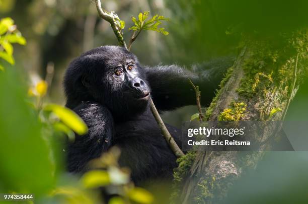 mountain gorilla in bwindi forest, nshongi, uganda - mountain gorilla stock pictures, royalty-free photos & images