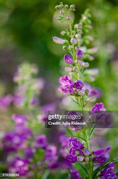 penstemon - penstemon stock pictures, royalty-free photos & images