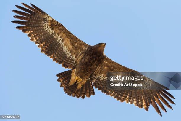 steppe eagle - steppe eagle stock pictures, royalty-free photos & images