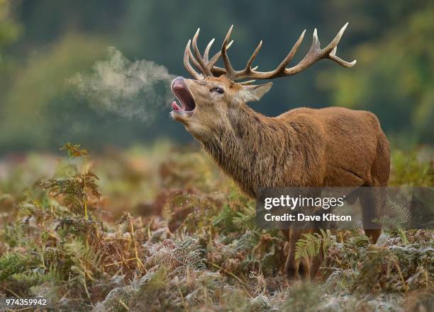 red deer stag howling - red deer animal - fotografias e filmes do acervo