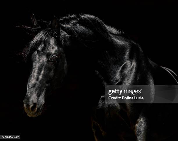 black - black horse stockfoto's en -beelden