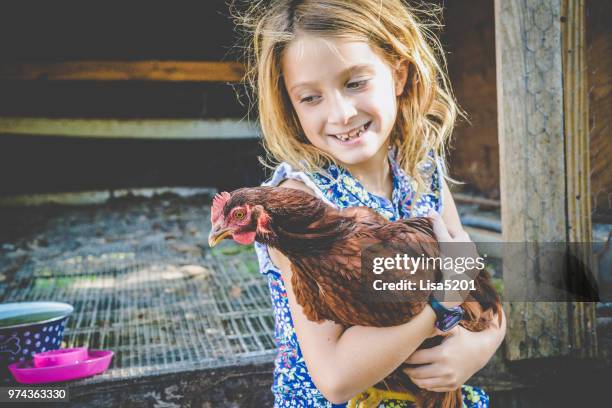 chicken tamer - gado animal doméstico imagens e fotografias de stock