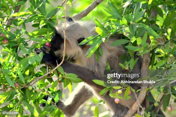 langoor - silvered leaf monkey stock-fotos und bilder