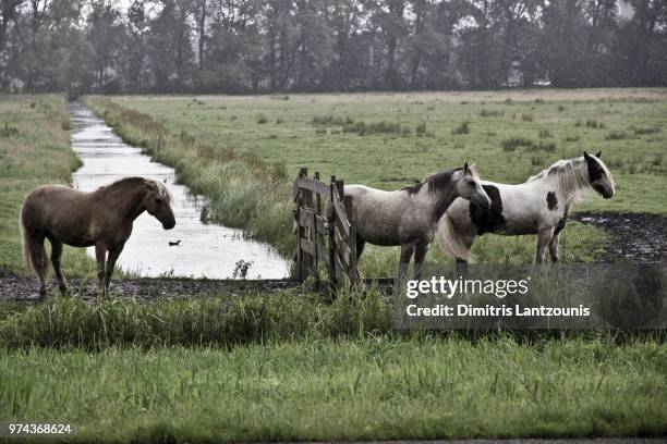 horses @ amsterdamse bos - amsterdamse bos stock pictures, royalty-free photos & images