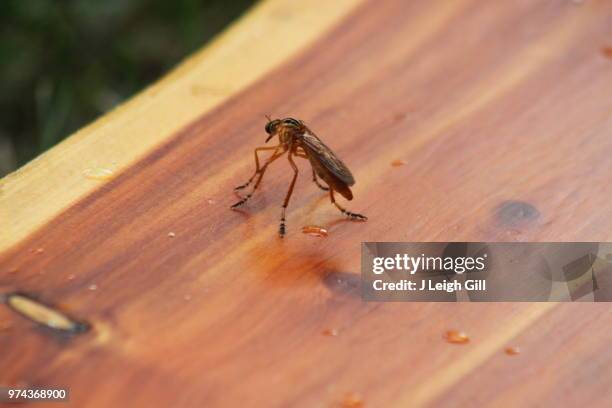 bug on eastern red cedar - red cedar stock pictures, royalty-free photos & images