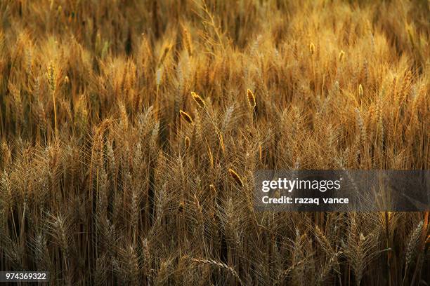 Pakistan Razaq Rind 225 Razaq Stock Photos, High-Res Pictures, and Images - Getty Images