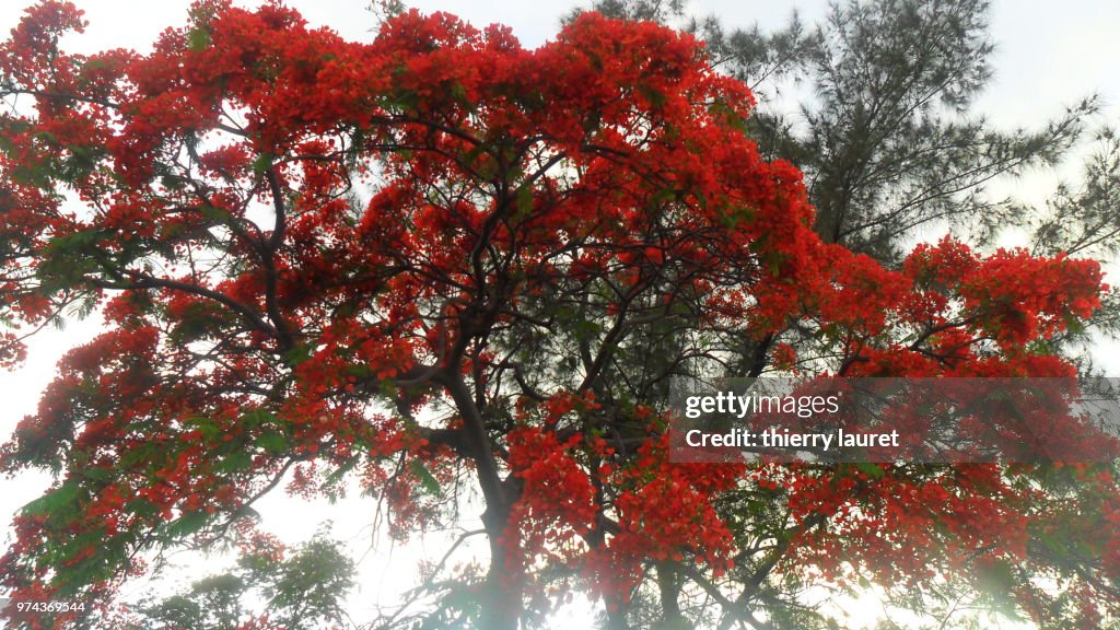 Tree flame