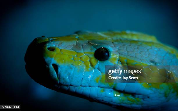 Albino Timor Python Albino Python Photos and Premium High Res Pictures - Getty Images